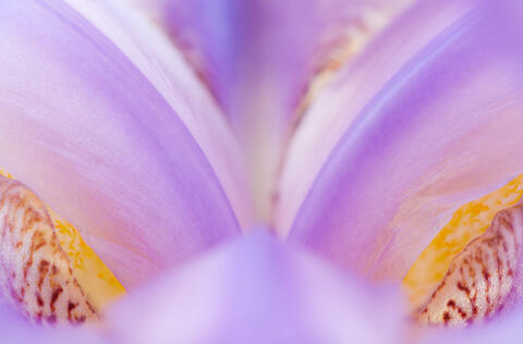 Iris Blossom Abstract