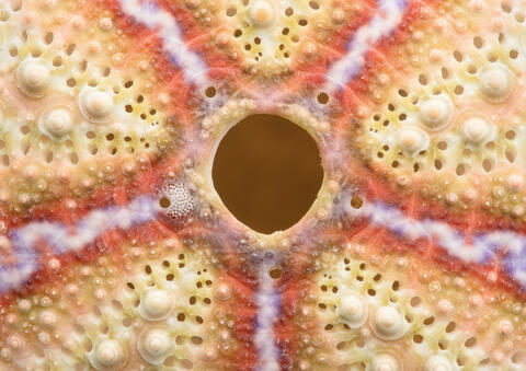 Phillipine Sea Urchin Shell 