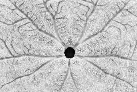 Sand Dollar in Black and White