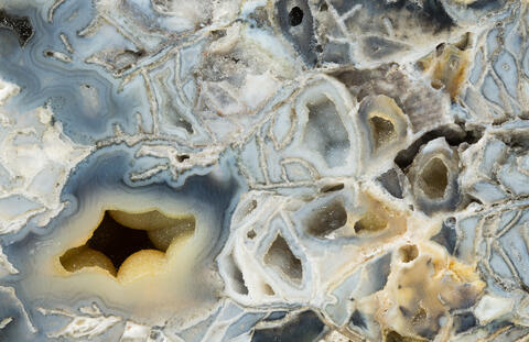 Fossilized Coral Abstract