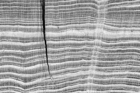 Petrified Wood in Monochrome