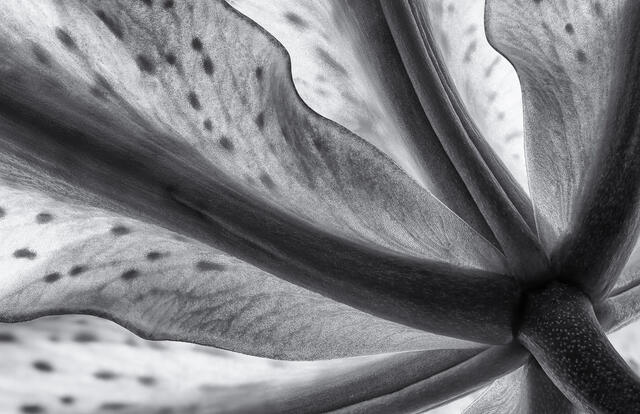 Oriental Lily in Black and White