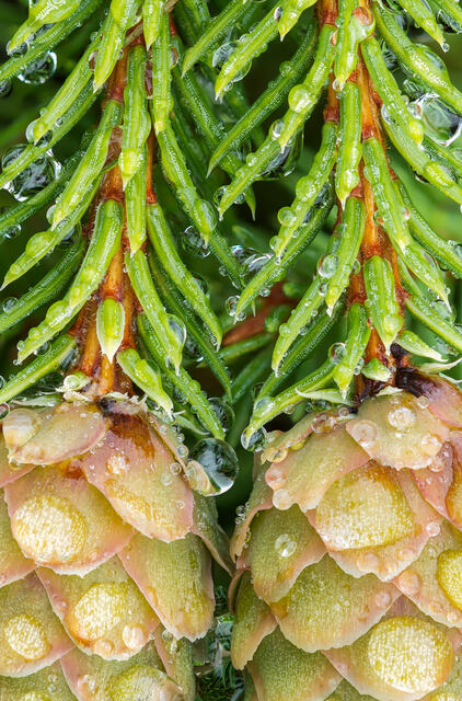 Spruce and Raindrops