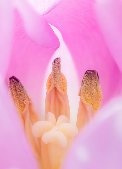 Inside a Tulip