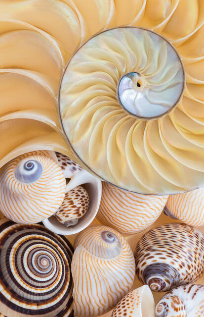 Sea shell Collection
