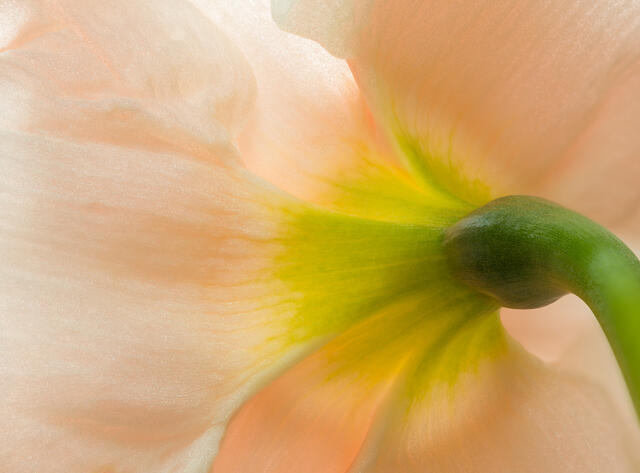Daffodil From Behind