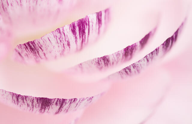 Ranunculus Petals 8