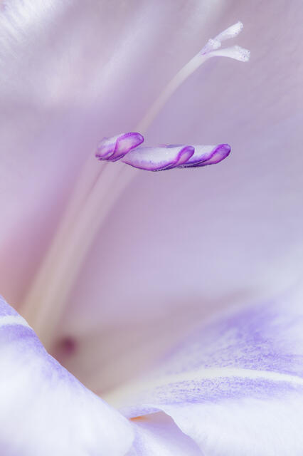 Gladiolus Blossom 5