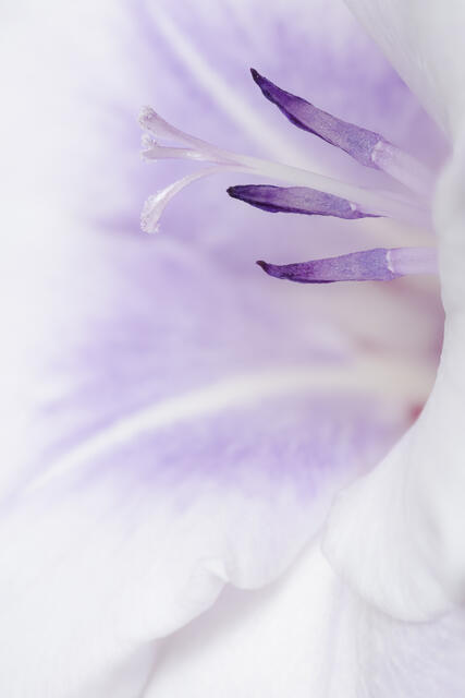 Gladiolus Blossom 3