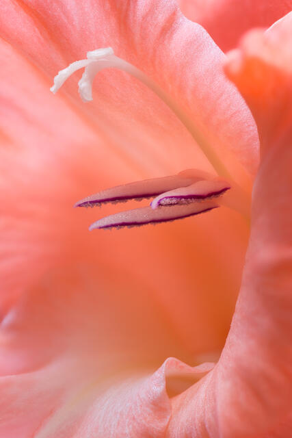 Gladiolus Blossom 2