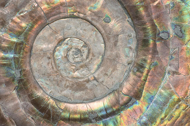 Ammonite Fossil in Shale 2