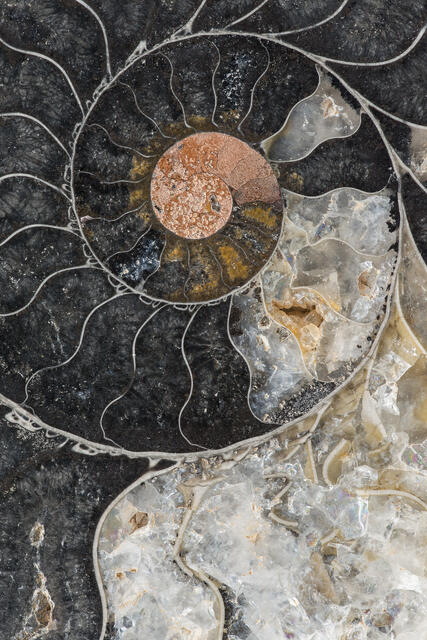 Cleoniceras Ammonite 4