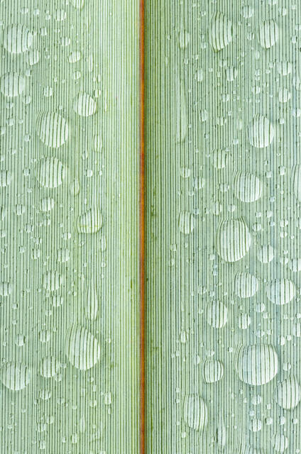 Raindrops on Flax Leaf