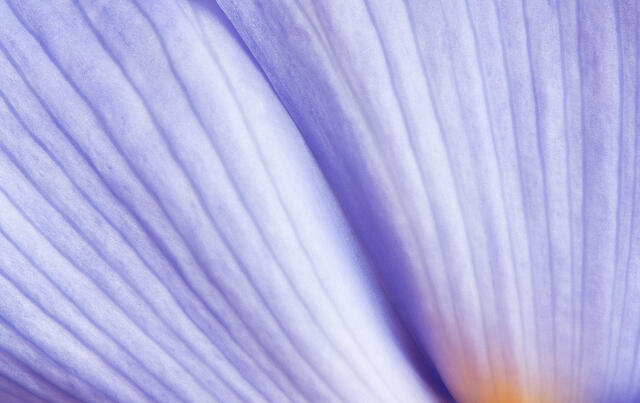 Iris Petal Background