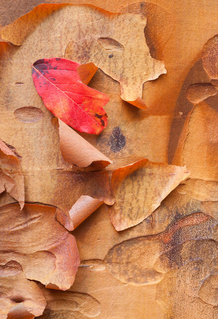 Paperbark Maple Tree Bark 2