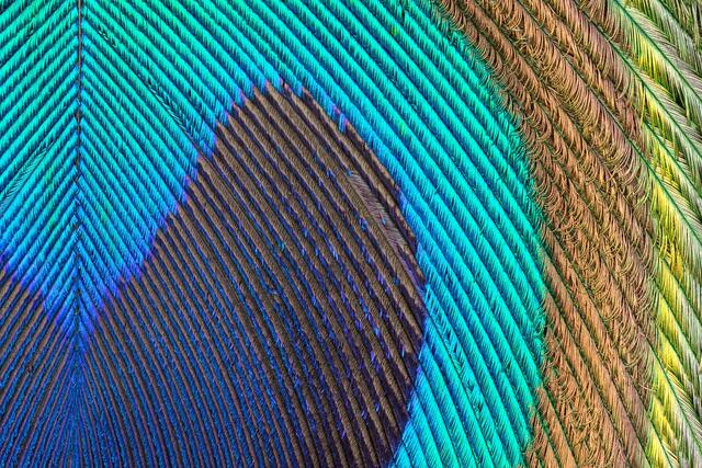 Iridescent Peacock Feather
