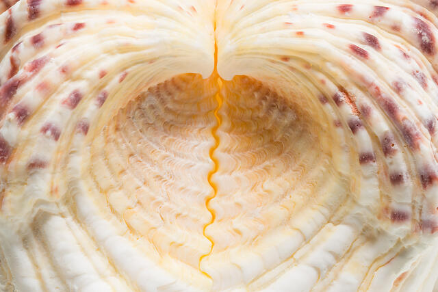 Bear Claw Clam Seashell