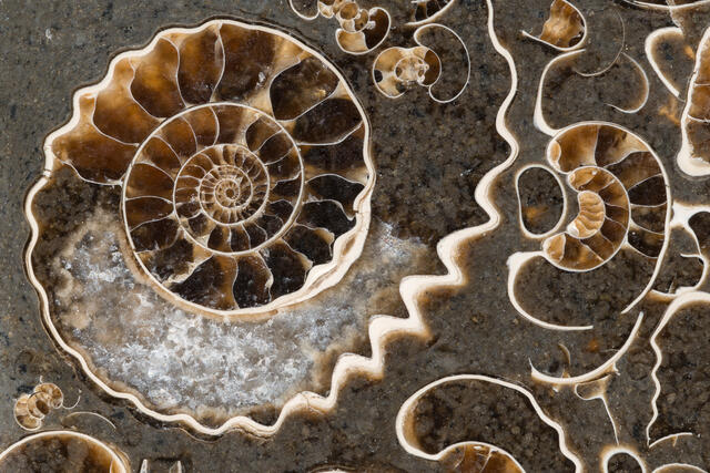 Ammonite Fossil Slab