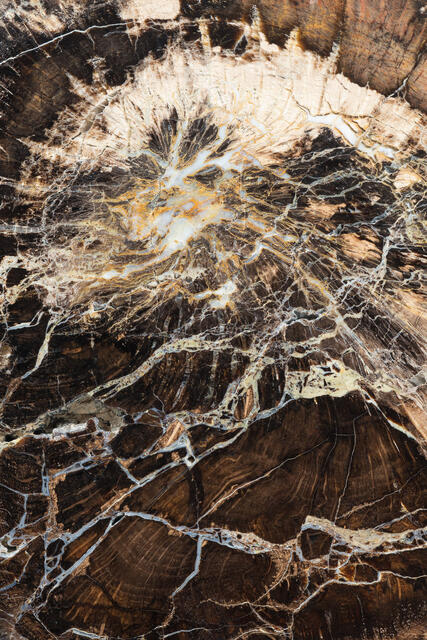 Fossilized Oak 3