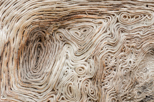 Maple Log Woodgrain 4