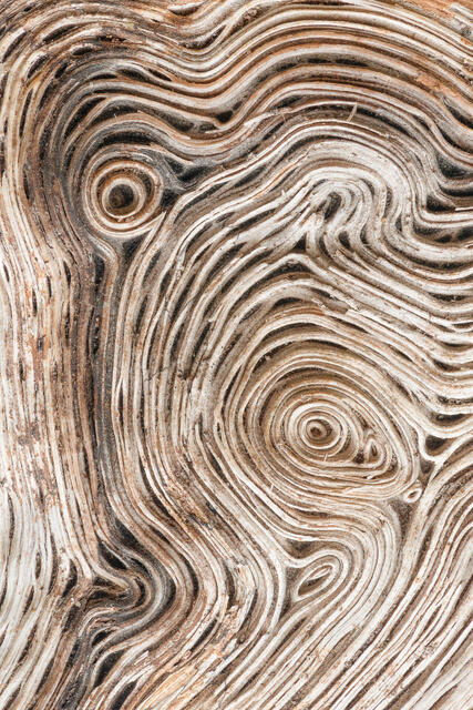 Maple Log Woodgrain 2