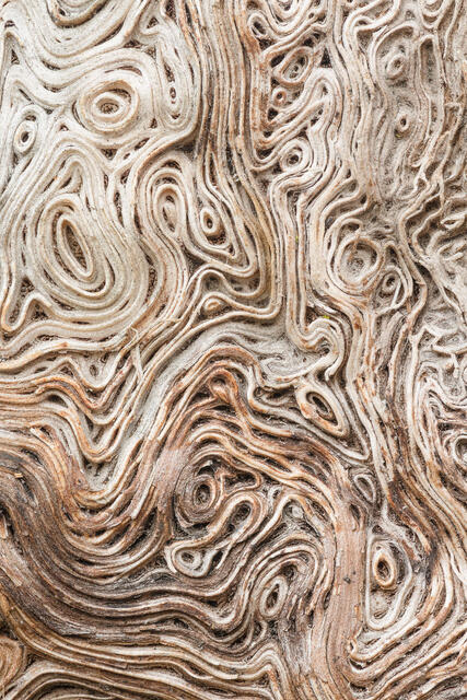 Maple Log Woodgrain 1