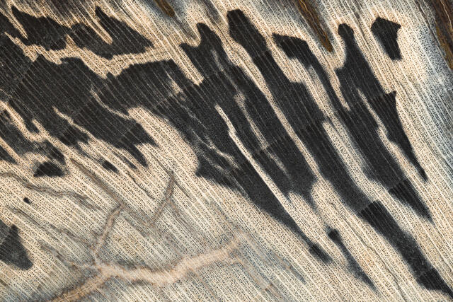 Fossil Woodgrain Detail