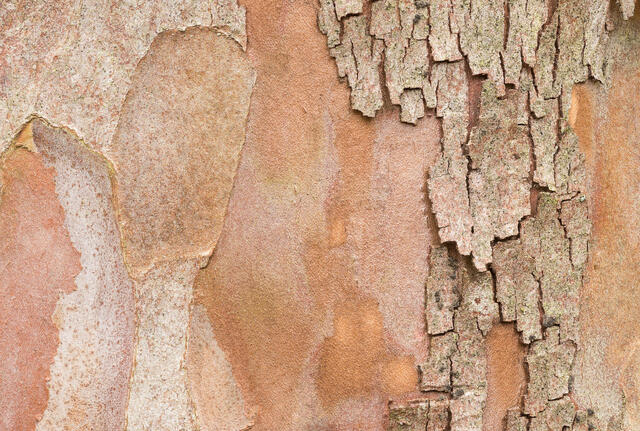 Contrasting Bark Textures