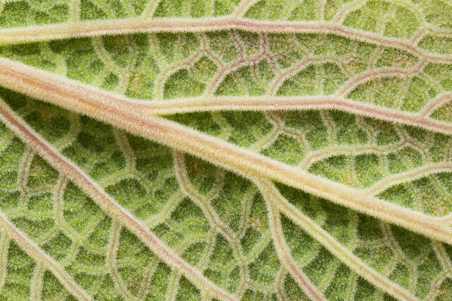 Leaf Venation Detail