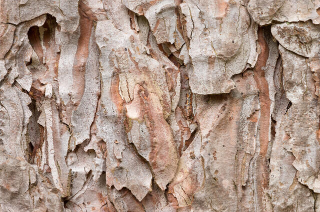 Crimean Pine Bark 2