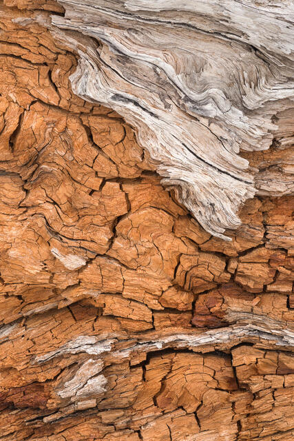 Ruby Beach Driftwood Textures