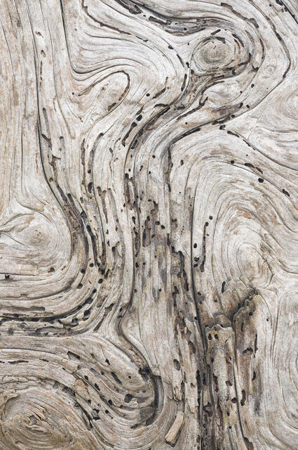 Driftwood Details