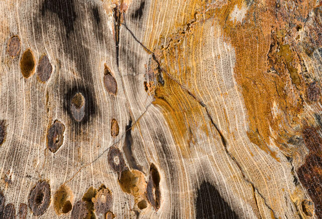 Fossilized Wood Detail