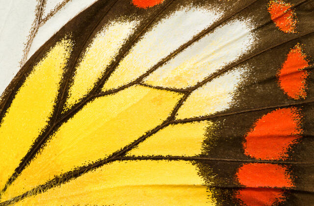 Painted Jezebel Butterfly Wing 1