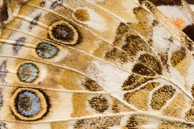 'Painted Lady' Butterfly Wings 2