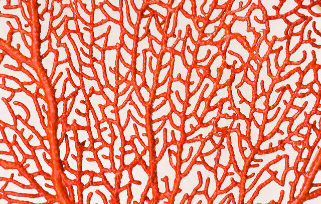 Red Sea Fan coral, close up