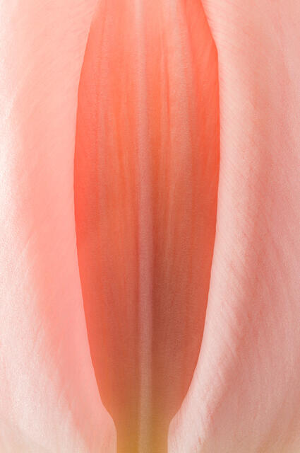 Tulip Flower, macro