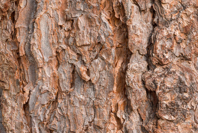 Arizona Pine Bark Textures