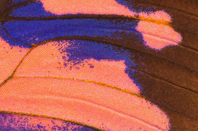 Purple Flusher Butterfly Wing