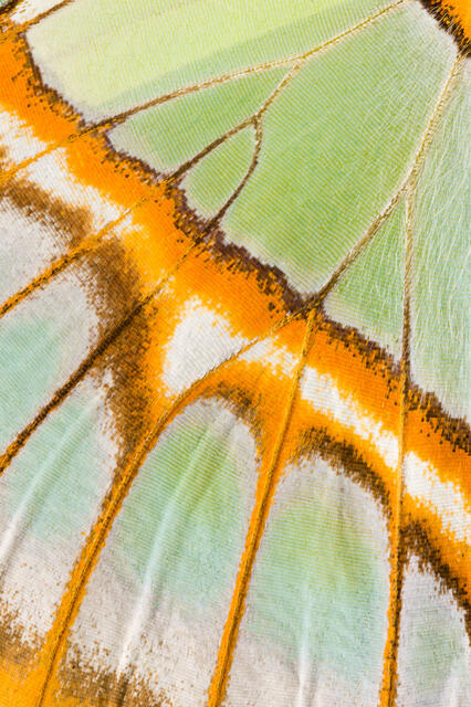 Malachite  Butterfly Wing 2