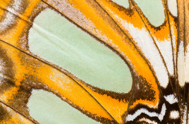 Malachite  Butterfly Wing 3