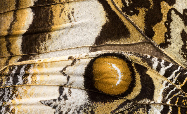 Giant Owl Butterfly Wings 4