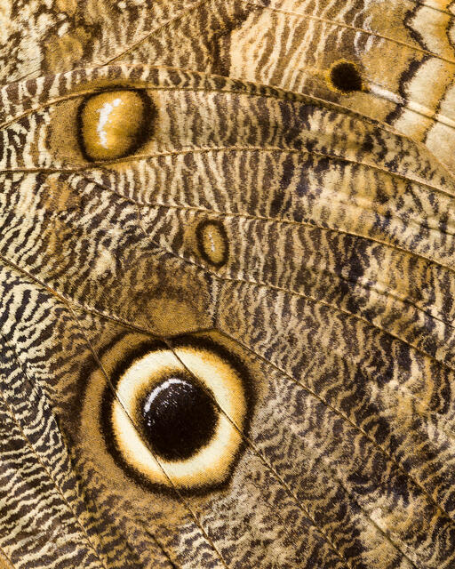 Giant Owl Butterfly Wings