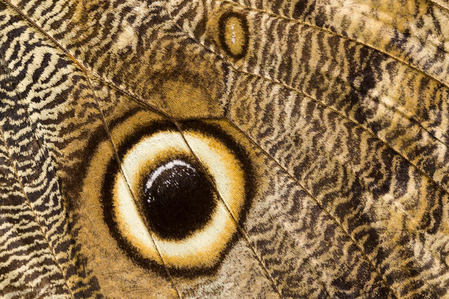 Giant Owl Butterfly Wing