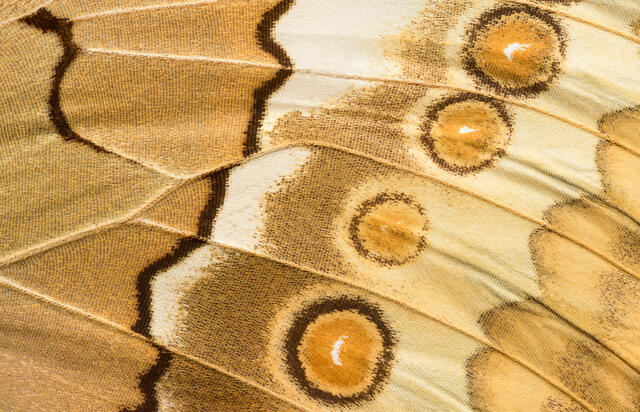 Siamese Junglequeen Butterfly Wing 