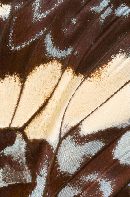 Fumosa Butterfly Wing 2