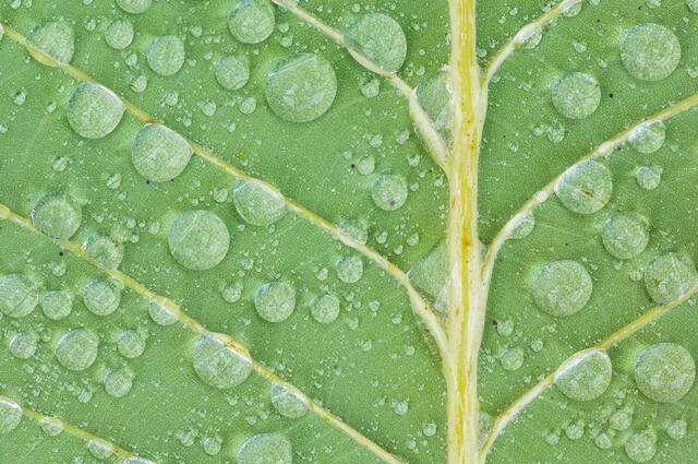 Oak Leaf and Raindrops
