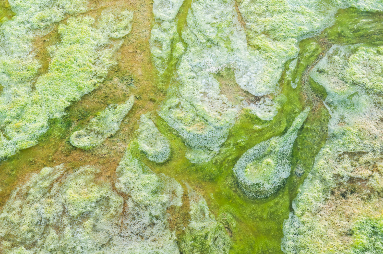 Bacterial and algae mats created by the growth of heat loving (thermophile) bacteria in the mineral laden water of hot springs...