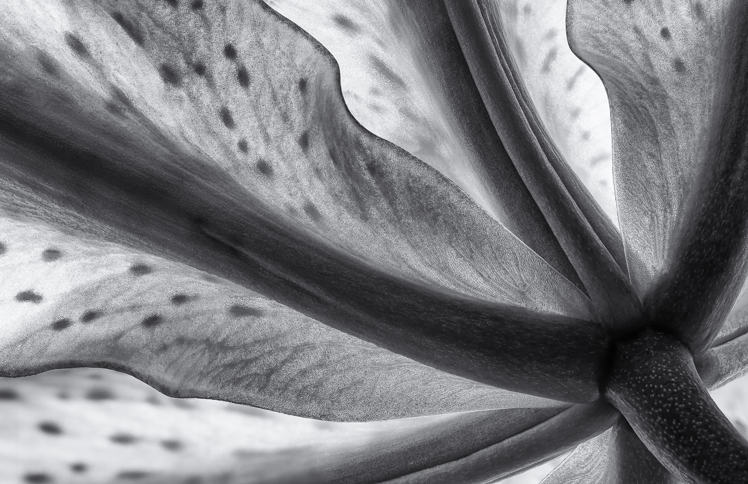 Backlighting enhances the petal detail in an Oriental lily ('Candy Cane'); converted to black and white Image #1290BW