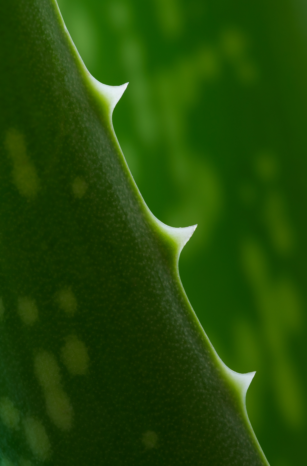 Backlighting adds emphasis to the spines or teeth on the edge of an Aloe Vera 'leaf'. Image #1550